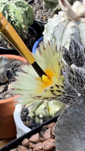 Hand Pollinating Astrophytums
