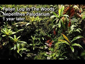 식충식물 네펜데스 팔루다리움 | '숲 속 쓰러진 통나무' 1년 후 'Fallen Log In The Woods Nepenthes Paludarium' 1 Year Later