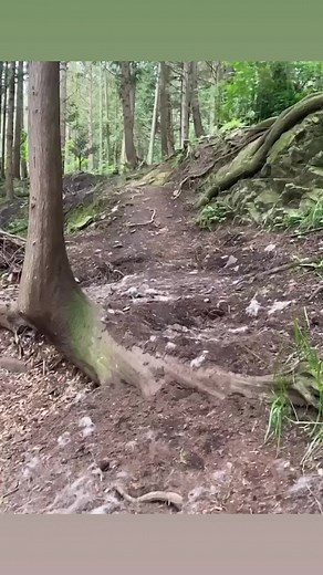 7.1K views · 386 reactions | Coming in hot, Max the 10-year-old, gray wolf dog ambassador. Watch this handsome man running in slow motion. What a good who is so magnificent! #wolfdog #wolfpack follow us for more amazing videos!!! | Because We Matter | Facebook