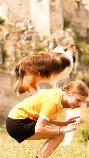 Jump Cut Sheltie Dogs - Competitive and intelligent