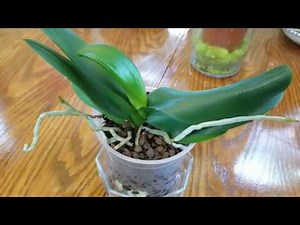 How I am fertilizing my Phalenopsis orchids in bark, moss and water culture this Summer.
