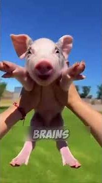 The Truth About Mini-Pigs 😅