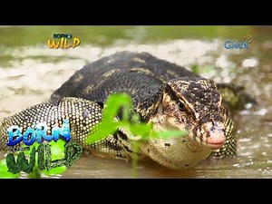 Born to be Wild: The life of a monitor lizard