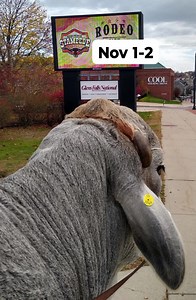 4K views · 93 reactions | Who's heading to the Adirondack Stampede Rodeo produced by Painted Pony Championship Rodeo is this weekend November 1st & 2nd at Cool Insuring Arena in Glens Falls, NY. We hope to see y'all there! Get your tickets at www.coolinsuringarena.com or at the box office. #gusthebrahman #hollywood #FrisbieWeldingLLC #saddlesteers #saddlecattle #supportlocal #rodeo #rodeotime #prorodeo #prca | Diamond W Saddle Cattle | Facebook