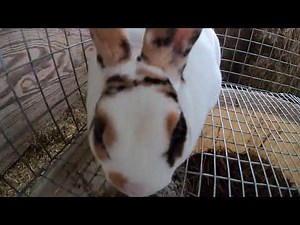 A True (Black/Orange) Tri-Color Mini Rex