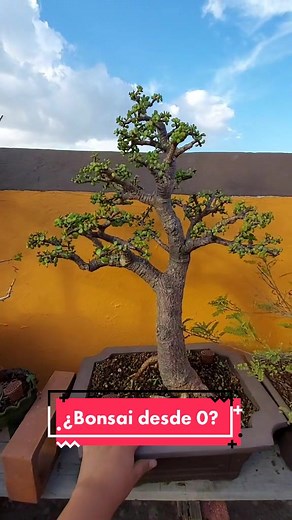 Cómo cultivar un bonsai desde cero en México