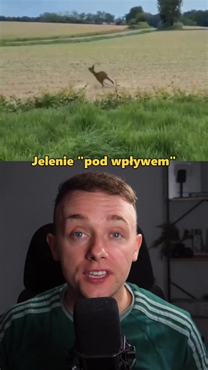 Jelenie pod wpływem we Francji 😏🙆‍♂️ #ciekawostka #dc francuska policja ostrzega mieszkańców przemieszczających się poza obszarem zabudowanym przed jeleniami, które zjadac młode pąki czy sfermentowane owoce, często są pod wpływem alkoholu. Taki jeleń może być dużo bardziej nieprzewidywalny.