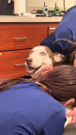 Funny Dogs and Their Fear of the Vet