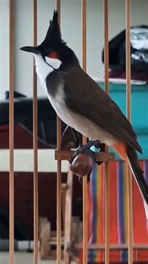 💎Bird Singing🥰 chàomàohót #คนรักนกแดนสะตอ #birds