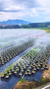 RIEGO AUTOMÁTICO POR ASPERSIÓN: EFICIENCIA AL ALCANCE DE UN BOTÓN Miles de aspersores se activan con un solo clic, liberando niebla fina que riega viveros de forma precisa y uniforme. Un sistema inteligente, controlado a distancia o por sensores, que optimiza el uso del agua y asegura un cultivo saludable sin esfuerzo manual. #RiegoAutomático #AspersiónInteligente #TecnologíaAgrícola #AhorroDeAgua #ViverosEficientes #AgropecuariaTV | Agropecuaria TV