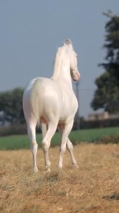 157K views · 8.9K reactions | گھوڑا شوق نوابی  #Foryou #Foryoupage #trending #gr_farming #rahmani_horse_club #shahpur #sargodha #tiktok #CapCut #unfrezzmyaccount #viralvideo | GR Farming | Facebook