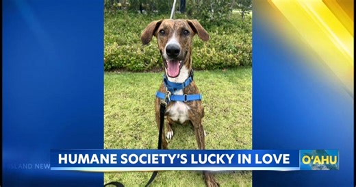 Hawaiian Humane Society offers $17 pet adoptions amid storm impact