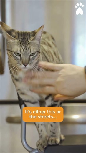 🎶🐱 When your human starts singing a very questionable song just for you…