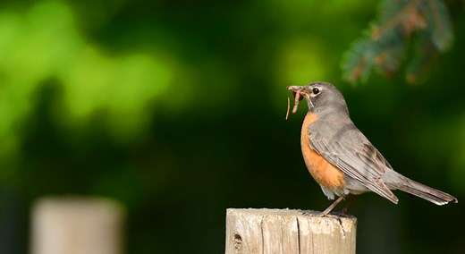 Que donner à manger aux rouges-gorges ?