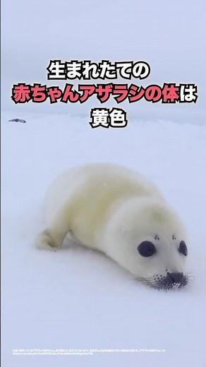 丸々ふわふわ！赤ちゃんアザラシの成長ストーリー🥰