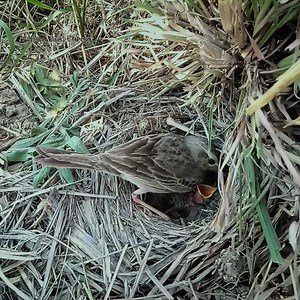 Pipit bird started placing its feet on the baby | Natural Bird Check