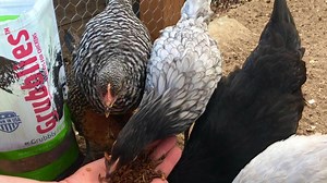 5.4K views · 291 reactions | Now with regularly scheduled deliveries, you’ll get farm-grown grubs right to your door + save 10% every time. Subscribe today and never miss a snack time!  Delivered right to your door. Free Shipping, always. ✅ Complete control. Modify or stop anytime.  Satisfaction Guaranteed! | Grubbly Farms | Facebook