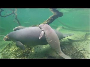 How long are manatees pregnant and how often do they have a calf?
