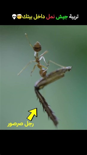 Raising an Army of Ants