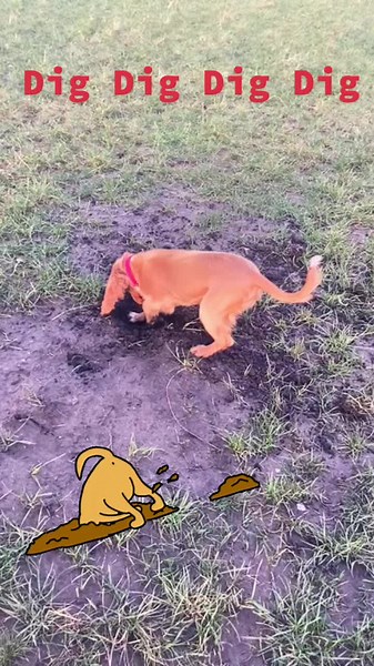 Dig Dig Dig Dig