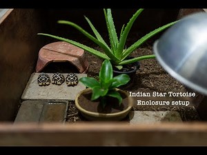 Tortoise enclosure setup-easiest way | Indian Star Tortoise house setup