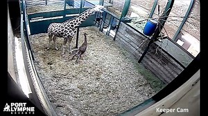 A baby giraffe has taken its very first *wobbly* steps at a zoo in Kent. So cute! See more: http://www.itv.com/news/meridian/update/2016-12-09/baby-giraffe-takes-first-steps-at-kent-zoo/ | ITV News Meridian