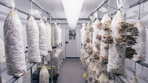 How to Build a Mushroom Fruiting Chamber: 7 Steps | GroCycle