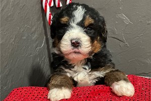 Danny - Bernedoodle Puppy BCE3F3