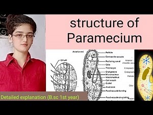 Structure of Paramecium! External and internal features detailed explanation.
