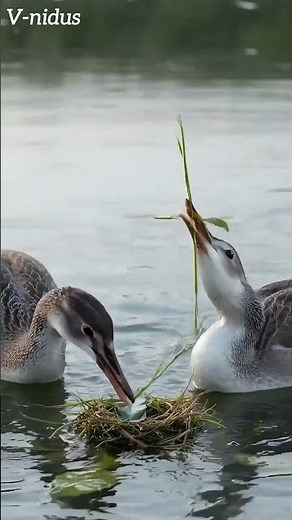Floating Nest on Water?! 🌊 | Grebes Build a Drifting Home (Timelapse)
