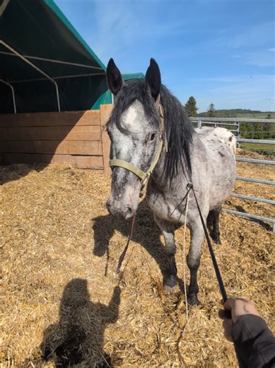 Wild Mustang Training: Der Umgang mit scheuen Pferden