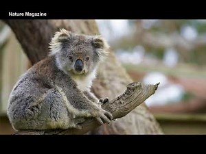 Koala sound