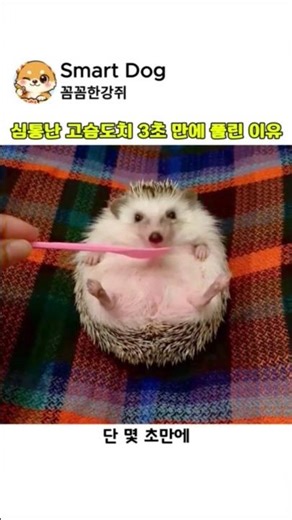 The reason a grumpy hedgehog calmed down in 3 seconds