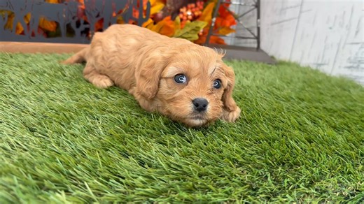 Cavapoo puppy for sale