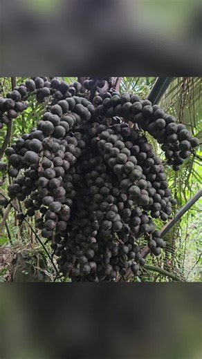Harvesting Fresh Produce from My Garden