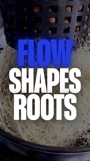 Too much flow early can hold roots back, so Aquaflow ramps circulation as roots establish. Follow me for more and DM me “Founders” if you want one of the limited units. #aquaflowhydroponics #fyp #rootbranching #flowcontrol #hydrogrowth