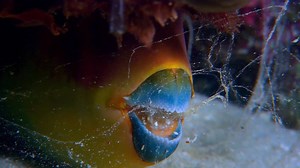 5.5M views · 7.7K reactions | That is one gross bedtime habit. 濫#WildestIslandsOfIndonesia | Discovery Channel UK | Facebook