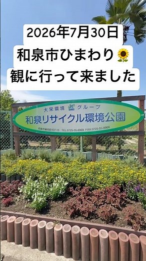 I visited the sunflower field at Daiei Kankyo Park in Izumi City on July 30, 2026.🌻#IzumiCity#Sun...
