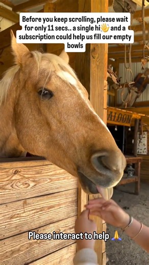 Every comment = a meal for every horse at our farm#horse #horse #america #canada #sanctuary