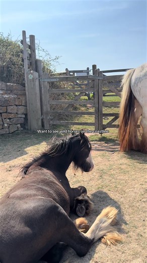 Explore the Beauty of Wild Ponies in Wales
