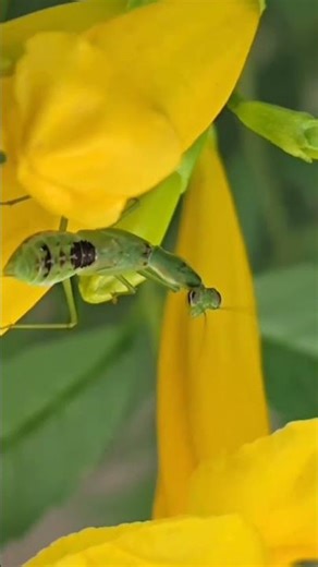 Amazing Natural - Green Praying Mantis