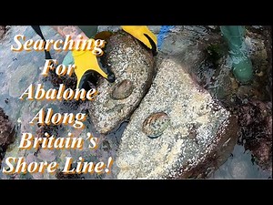 Finding ABALONE Along Britain’s Coastline - Coastal Foraging Local Seafood Delicacy!