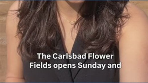 The Carlsbad Flower Fields open this Sunday March 1st through May 10th. The dry weather and recent rain has led to an earlier bloom this year. | CBS 8 San Diego
