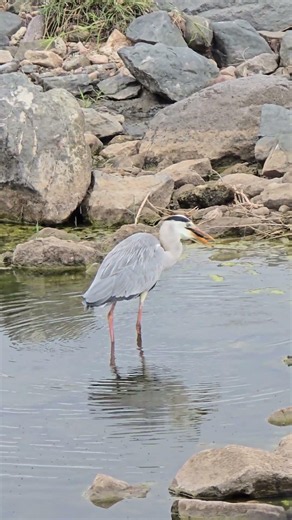 Grey Heron Saves Its Catch with Lightning Reflexes