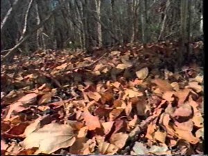 Reader's Digest Presents | The Enchanted Island - Madagascar | The Living Edens | 1998 | VHS rip