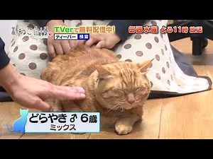 ねこ自慢＃81ご出演ニャンコたち【2月2日OA】