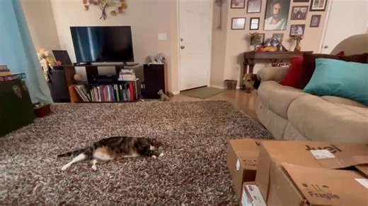 From a few years ago. Bud at my mom’s house, her dog Cooper wanting to say hello 🐱🐶 The cute kitty tail wag is a 🪤 Bud throws 🐾 and loves a good scrap with a 🐕 (That trill 💜😂) | Christopher Hanson