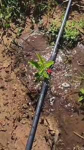 Adjustable emitters for drip irrigation k5 only 0971148151/0972228721 #zambia #irrigationsolutions #irrigationsolutions #emitters #dripirrigationsystem #wateringplants #zambia #ndola #kitwe #solwezi #choma #chipata | Lilayi Import and Agro Consultants