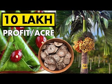 Arecanut (Supari) Farming | Betel Nut Cultivation