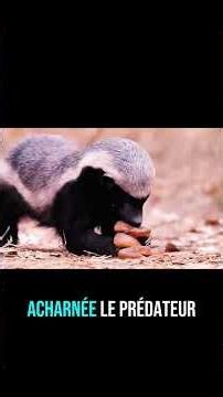 Le ratel défie lions et léopards #Ratel #Animaux #Afrique #Nature